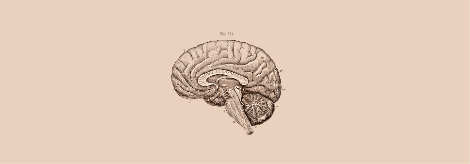 Do we need a Company Brain or Nervous System?